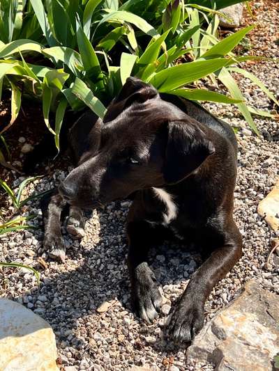 Patterdale Terrier-Beitrag-Bild