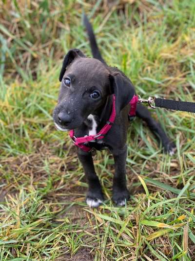Patterdale Terrier-Beitrag-Bild