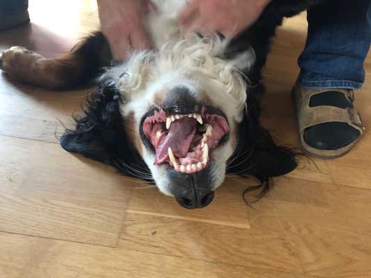 Zeige das lustigste Bild eures Hundis-Beitrag-Bild