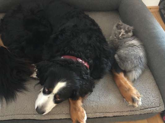 CHALLENGE NR. 19 - Der Hundeblick-Beitrag-Bild