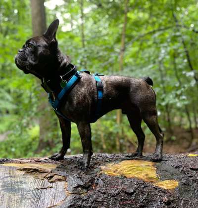 Rückzucht französische Bulldogge-Beitrag-Bild