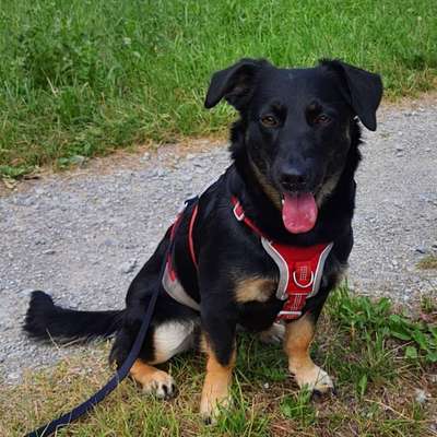 Hundetreffen-Gassirunden im Nürnberger Süden