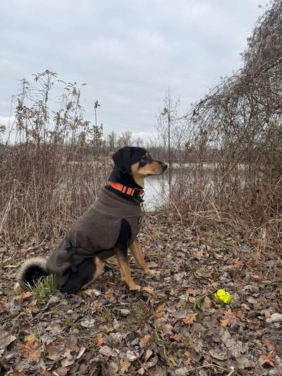 Hundetreffen-Social Walk/Hundebegegnungen zum üben-Bild