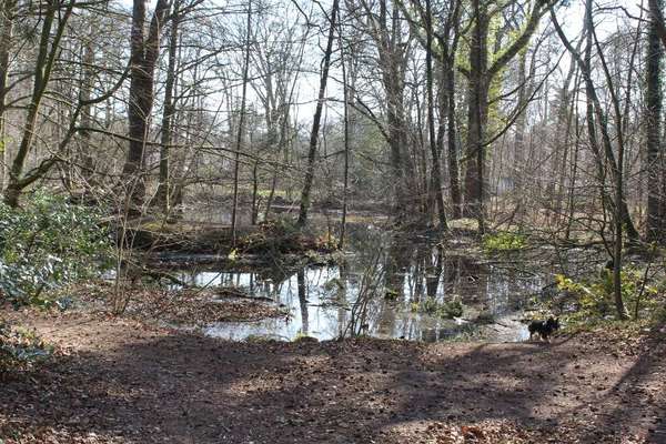 Hundeauslaufgebiet-Friedehorst Park-Bild