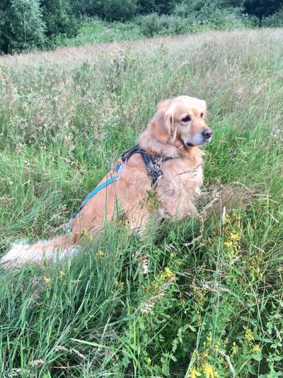 Wo sind die Golden Retriever Liebhaber?-Beitrag-Bild