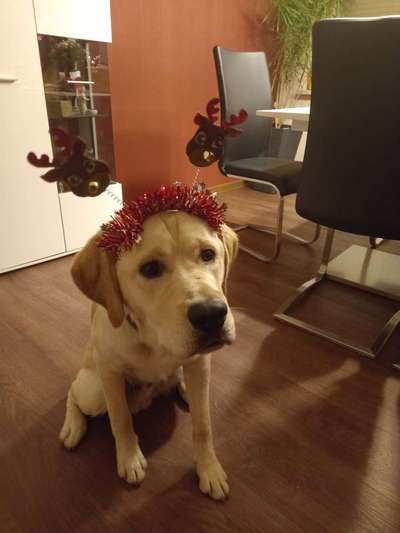 Welpenfotos-Beitrag-Bild