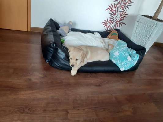 Welpenfotos-Beitrag-Bild