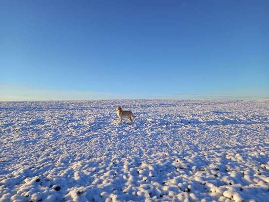 Fotochallenge 61 ~ Schnee-Beitrag-Bild