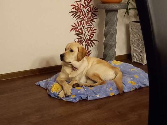 Labradorfans-Beitrag-Bild