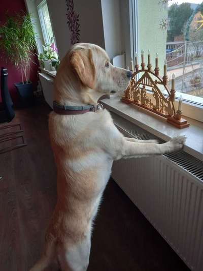 Labradorfans-Beitrag-Bild