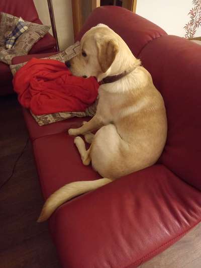 Wo sind die Golden Retriever Liebhaber?-Beitrag-Bild