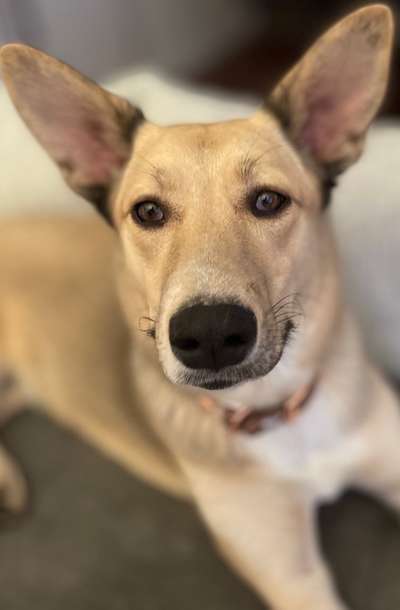 Dogorama Photo Challenge - Hundeblick zum hinschmelzen-Beitrag-Bild