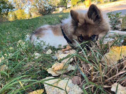Hundetreffen-Playdate und Spaziergänge, Welpen und Junghunde-Bild