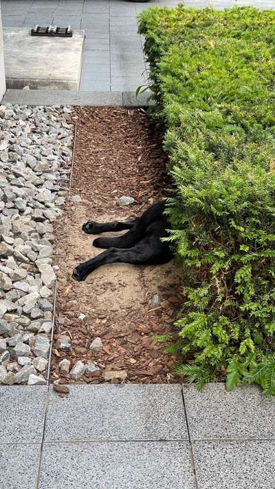 Zeigt mir die lustigsten Schlafpositionen eurer Fellnasen-Beitrag-Bild