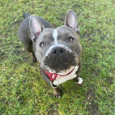 Hundetreffen-Spazieren gehen im Kreis Paderborn-Bild