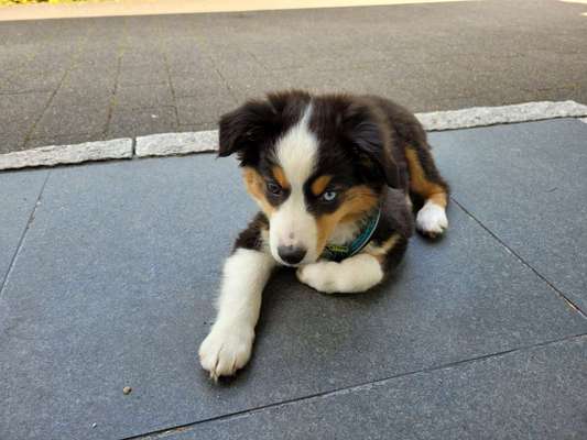 Hundetreffen-Welpentreffen, Gassirunden in Dassendorf-Bild