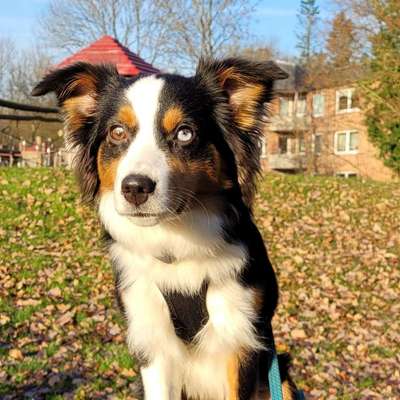 Hundetreffen-Welpentreffen, Gassirunden in Dassendorf-Bild