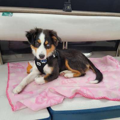 Hundetreffen-Welpentreffen, Gassirunden in Dassendorf-Bild