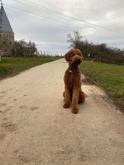 Hundetreffen-Gassi gehen und spielen 🐾-Bild