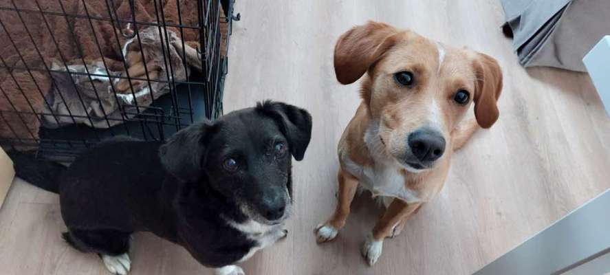 Auslandstierschutz-Beitrag-Bild