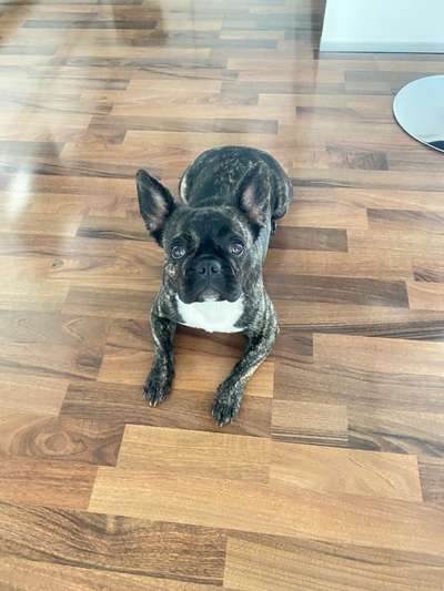 Französische Bulldoggen-Beitrag-Bild