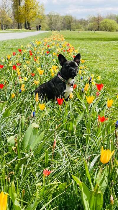 Die Dogorama Kalender Challenge Teil 3/4-Beitrag-Bild