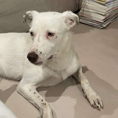 Hundetreffen-Suchen spielfreund