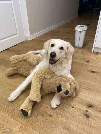 Golden Retriever-Beitrag-Bild