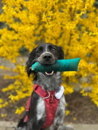 Hundetreffen-Gemeinsames Dummytraining-Bild