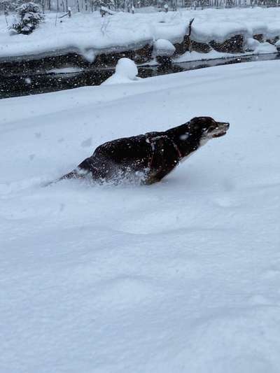 Dogorama Photo Challenge - Es wird nochmal kalt!-Beitrag-Bild