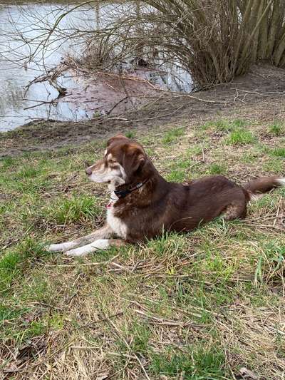 Dogorama Photo Challenge - Der Frühling kommt-Beitrag-Bild