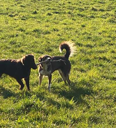 Bester Freund, Hundekumpel - zeigt her!-Beitrag-Bild