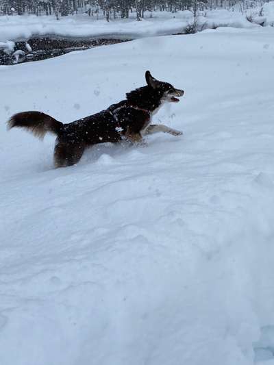 Dogorama Photo Challenge - Es wird nochmal kalt!-Beitrag-Bild