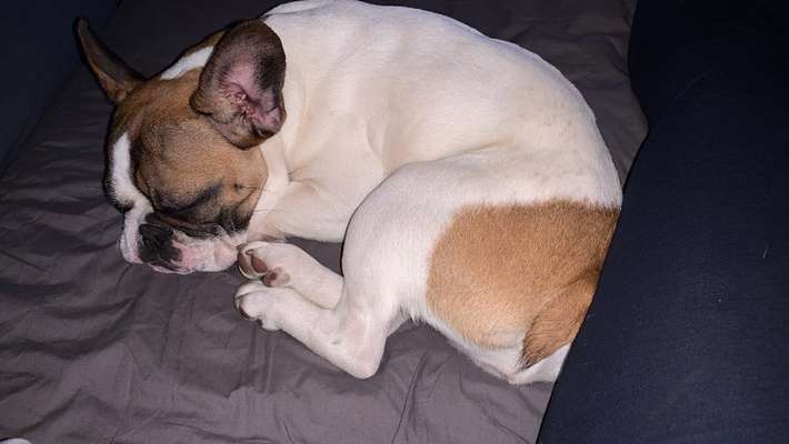 Französische Bulldoggen-Beitrag-Bild