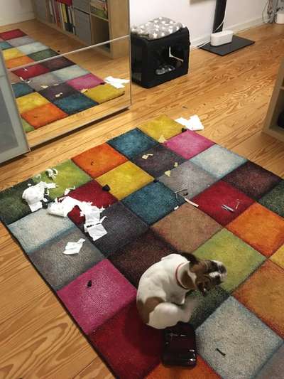 Französische Bulldoggen-Beitrag-Bild