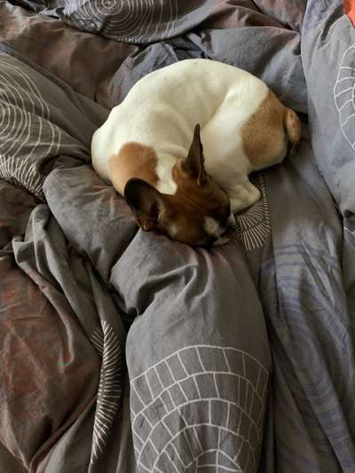 Du weißt, du hast einen Hund wenn...-Beitrag-Bild