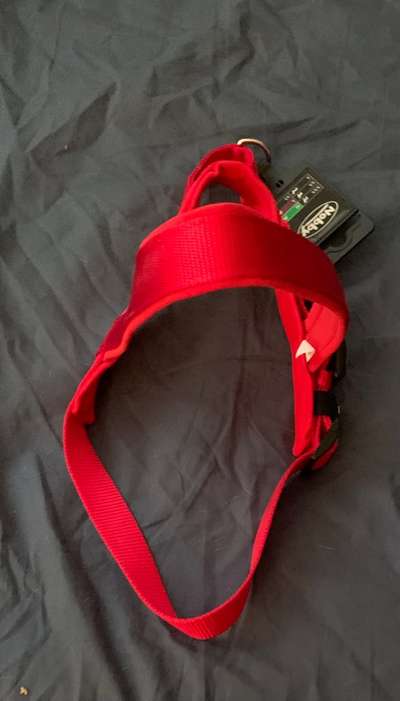 Geschirr für Neufundländer 5 Monate-Beitrag-Bild