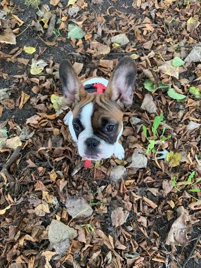 Französische Bulldoggen-Beitrag-Bild