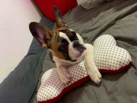 Französische Bulldoggen-Beitrag-Bild