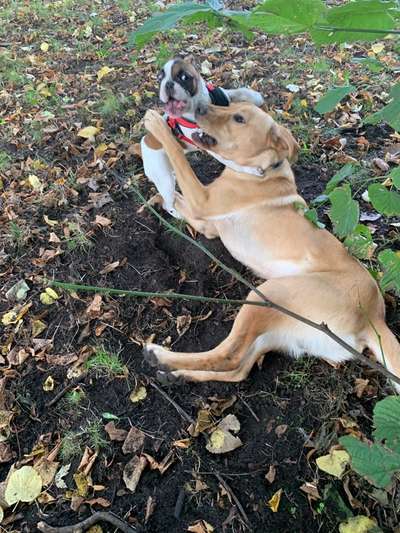 Französische Bulldoggen-Beitrag-Bild