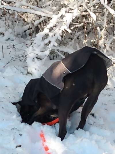 Windhunde - Treffen der besonderen Schönheiten
HERZLICH WILLKOMMEN-Beitrag-Bild