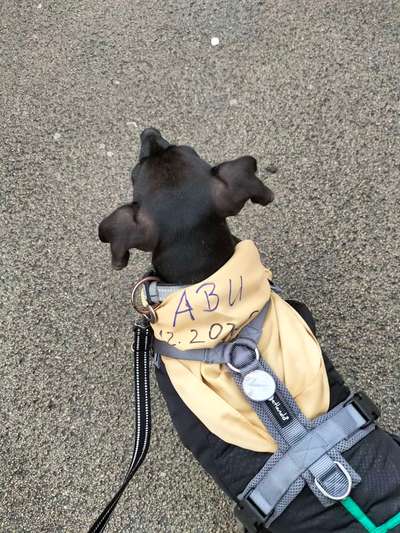 Windhunde - Treffen der besonderen Schönheiten
HERZLICH WILLKOMMEN-Beitrag-Bild