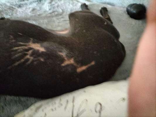 Windhunde - Treffen der besonderen Schönheiten
HERZLICH WILLKOMMEN-Beitrag-Bild