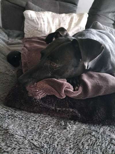 TierschutzhundeStammtisch🐕-Beitrag-Bild