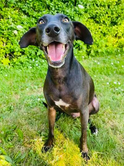 Fotosammlung: ,,Der natürliche Hund" Unbearbeitet, ungestellt und in Natura-Beitrag-Bild