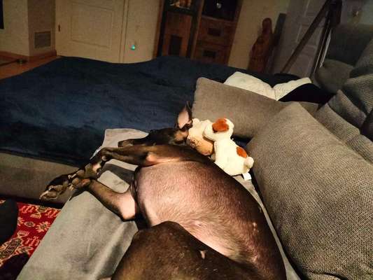 Windhunde - Treffen der besonderen Schönheiten
HERZLICH WILLKOMMEN-Beitrag-Bild