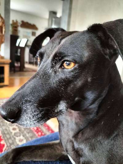 Windhunde - Treffen der besonderen Schönheiten
HERZLICH WILLKOMMEN-Beitrag-Bild