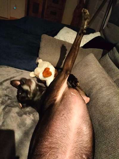 Windhunde - Treffen der besonderen Schönheiten
HERZLICH WILLKOMMEN-Beitrag-Bild