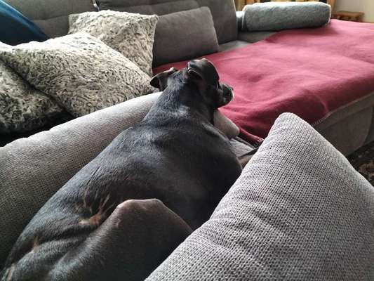 Windhunde - Treffen der besonderen Schönheiten
HERZLICH WILLKOMMEN-Beitrag-Bild