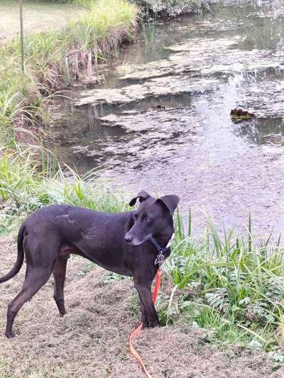 TierschutzhundeStammtisch🐕-Beitrag-Bild